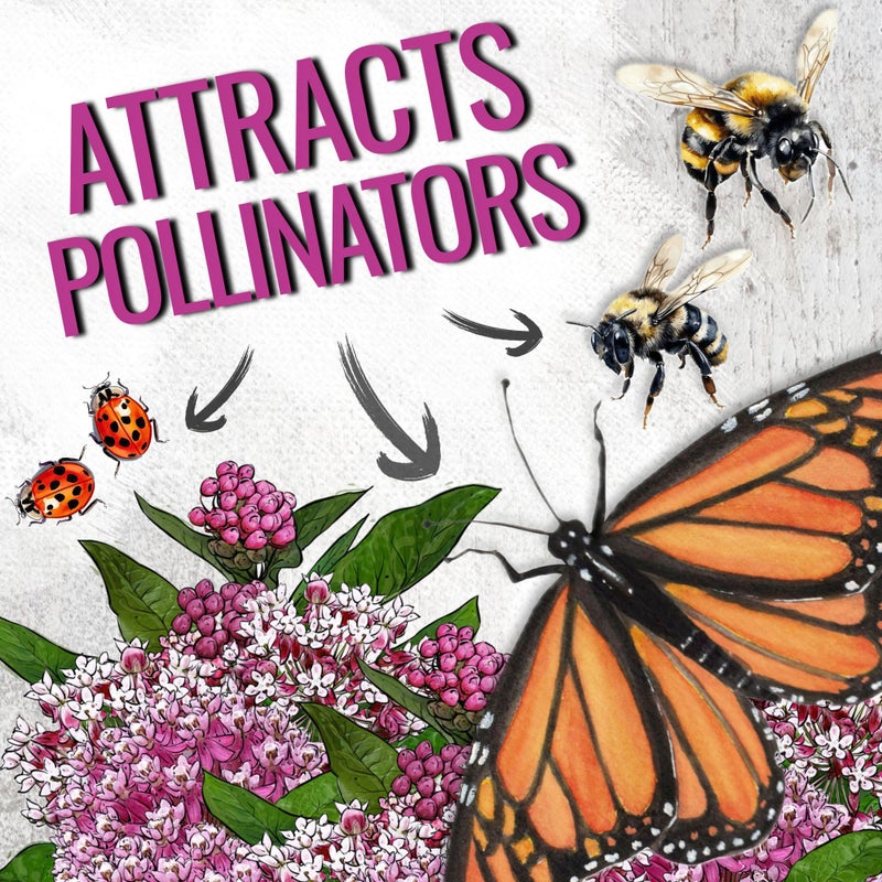 Seed Needs Pink Swamp Milkweed Seeds for Planting - Heirloom & Untreated - Grow a Butterfly Garden to Attract Monarch Butterflies & Pollinators (2 Packs) - Image 4